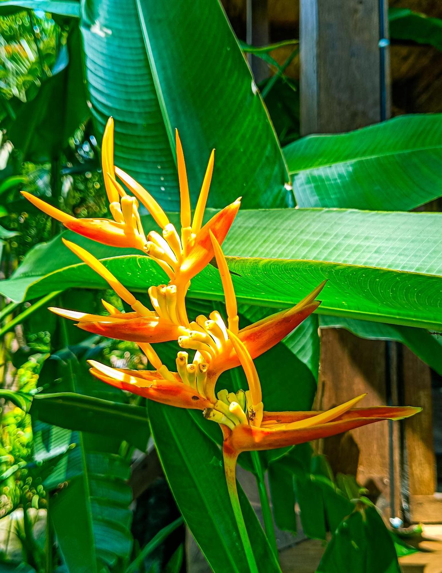 Alaya Ecolodge ペムテラン エクステリア 写真